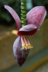 Closeup Violet Banana bunch on banana tree in the farm