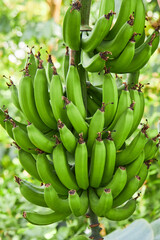 Closeup Violet Banana bunch on banana tree in the farm
