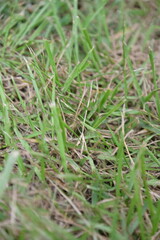 Grass