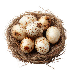 Obraz premium Quail eggs nestled in a bird's nest
