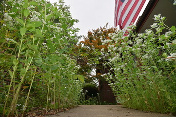 Flowers by a Sidewalk in Front of a House