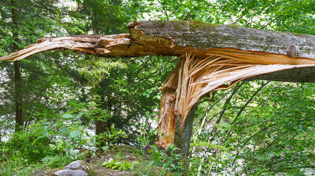 umgeknickter Baum - Sturmschaden
