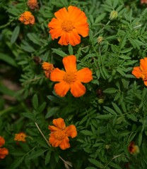 Marigold Flower Blooms