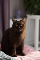 Chocolate colored kitten, cinnamon, fluffy friend looks attentively