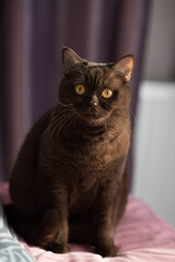 Chocolate colored kitten, cinnamon, fluffy friend looks attentively