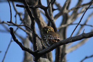 great horned owl