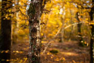 Tronc d&rsquo;arbre moussu en for&ecirc;t d&rsquo;automne, avec feuilles s&egrave;ches et lierre grimpant. Lumi&egrave;re dor&eacute;e filtrant &agrave; travers les feuillages jaunes et orang&eacute;s. Atmosph&egrave;re paisible et chaleureuse.