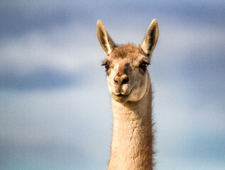 Guanaco Lihuel Calel