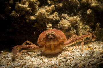 Death's head crab (Ilia nucleus). sea pebble crab detailed close-up in natural habitat Capo Caccia, Alghero, Sardinia, Italy