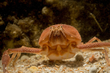 Death's head crab (Ilia nucleus). sea pebble crab detailed close-up in natural habitat Capo Caccia, Alghero, Sardinia, Italy