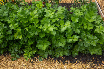 Detalle de un cultivo de apio (Apium graveolens)