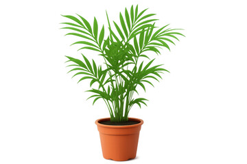 Obraz premium Verdant parlour palm growing in rustic terracotta container, displaying lush green fronds against clean white backdrop