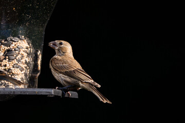 Brown Finch Eating Seeds at Backyard Bird Feeder Against Black Background
