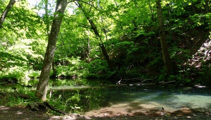 Obraz premium Lush forest meets tranquil stream