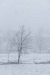 A Pile of Wood Debris and Tree in the Snow