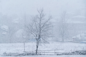 A Pile of Wood Debris and Tree in the Snow
