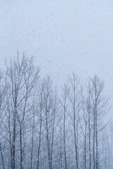 Wooden Planks Covered with a Fresh Layer of Snow