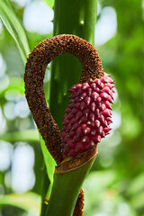 Beautiful red seeds of the tropical plant amorphophallus titanum.