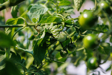 Tomato Hookworm on a tomato plant