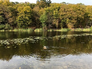 Two ducks are floating on a lake surrounded by trees.