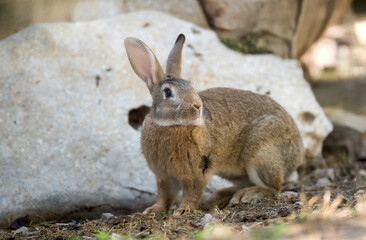 European rabbit (Oryctolagus cuniculus), wild rabbit sitting in a meadow, Sardinia, Italy