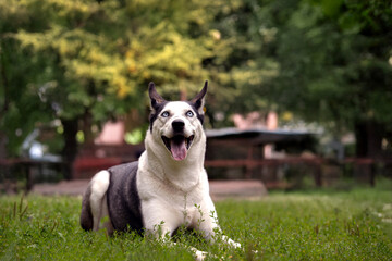 Joyful dog husky mix with blue eyes siting contentedly on grass in park, happy and relaxed. Pet...