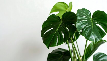 Obraz premium Lush Monstera plant against a light wall