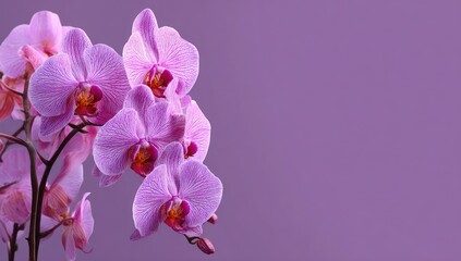 Naklejka premium Close-up of pink orchids against a mauve background
