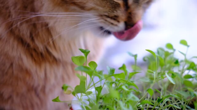 Cute tabby cat playing with green potted houseplant. Kitten biting home plants. Funny Pampered Pets. Animals behavior