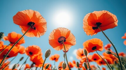 Obraz premium Vibrant Poppy Field Reaching for the Sun: Low Angle, Bright Sky, Summer Bloom.