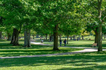 trees in the park