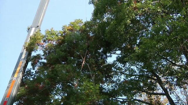 Crane Lifting Heavy Tree Trunk Section During Tree Removal Operation