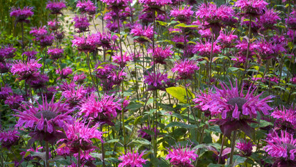 Striking scarlet beebalm (Monarda didyma L.) flowers bloom in vivid clusters, their spiky petals and minty foliage glowing under summer light in a lush herbal garden scene.