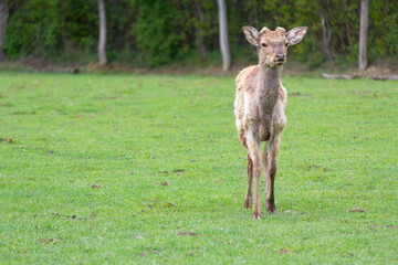 A deer without horns on a deer farm