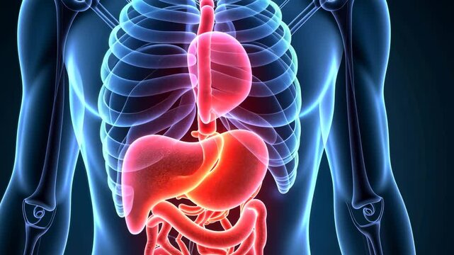 torso scan, lung screening, abdominal imaging. Organ analysis. Arteries widen during aerobic exercise. Stomach lining secretes digestive acids. Liver function essential for metabolism.