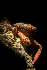 Majoid Crab well camouflaged, Herbstia condyliata,, Alghero, Capo Caccia, Sardinia, Italy