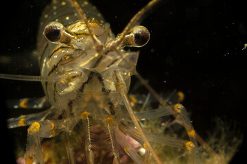 Portrait of Common prawn (Palaemon serratus) (Palaemon elegans)  scavenging in rockpool Alghero, Porto Conte, Capo Caccia, Sardinia, Italy