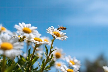 Honeybee hovering near daisy blossoms against a vibrant blue sky
