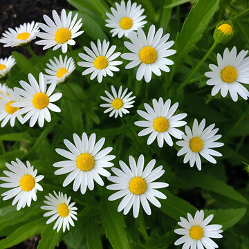 alba, antidote, asteraceae, ayurveda, ayurvedic, ayurvedic herbs, beautiful, bhringraj, daisy, dye, eclipta, eclipta alba, eclipta prostrata, ecliptae, false daisy, flower, fresh, garden, green, herb,