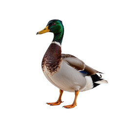 Obraz premium Colorful Male Duck Standing Proudly with Defined Features and Texture