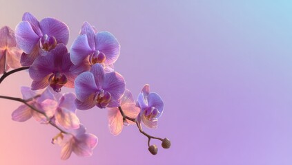 Naklejka premium Delicate orchid blossoms against a soft, pastel gradient background