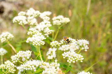 bee on camomile