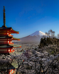 mt fuji and cherry blossoms