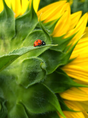 ladybird on a leaf