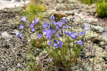 Fototapeta premium spring flowers in the garden