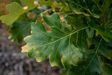 green oak leaves