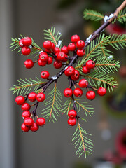 Christmas branch with red berries