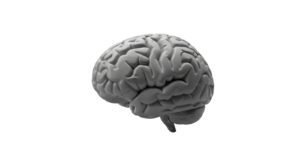 Detailed Gray 3D Render of a Human Brain on Transparent Backdrop for Medical Illustration