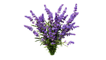 Fototapeta premium Vibrant bouquet of purple lavender flowers