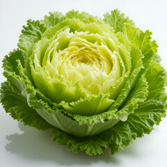 inexperienced lettuce isolated on white mimosa lettuce isolated on white heritage
